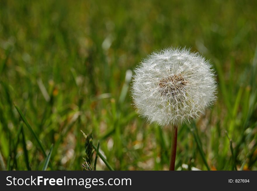 Closeup puffy dandelion