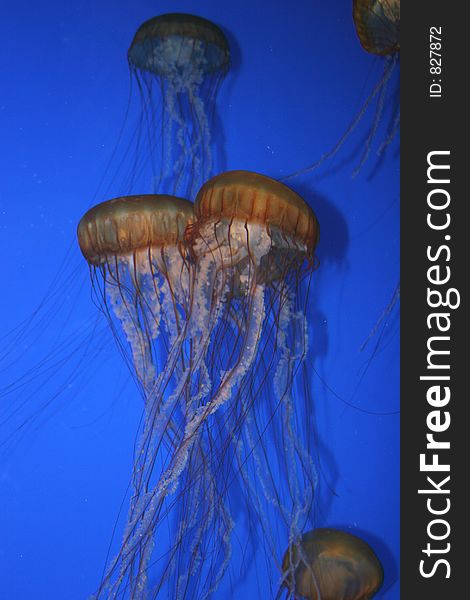Jellyfish in tank. Jellyfish in tank