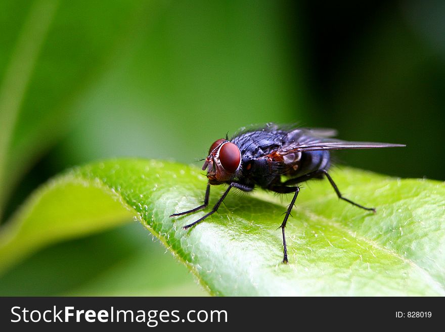 Red eyed fly - close up - macro