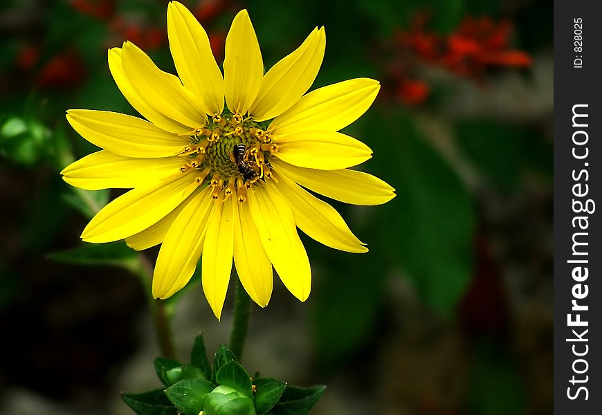 Yellow daisy with insect in bloom at the botanical garden