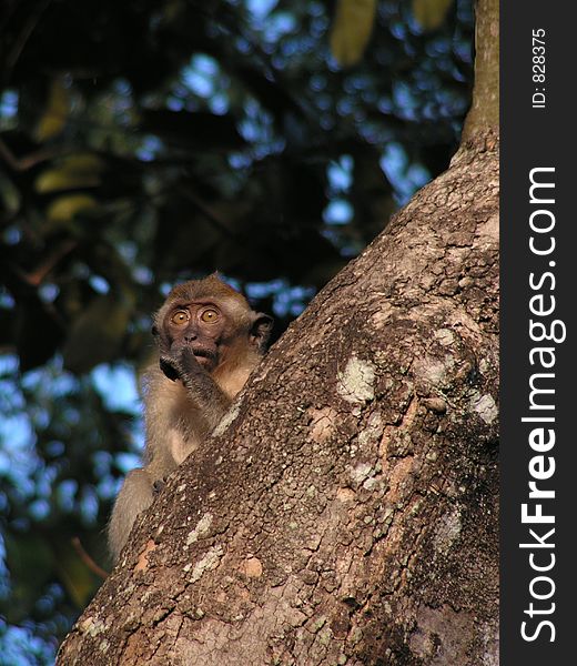 Young long tail macaque sucking its thumb. Young long tail macaque sucking its thumb