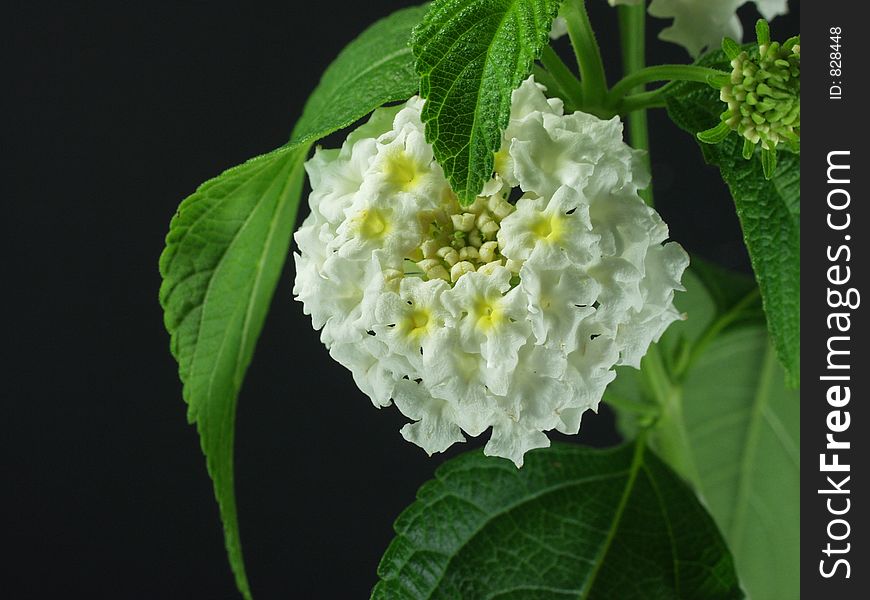 White flower on black background