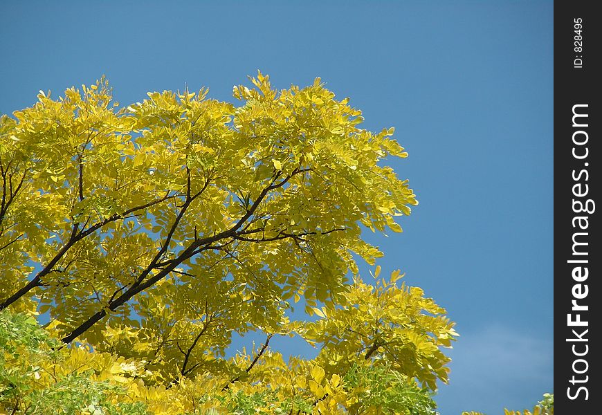 Yellow Rain Tree Leaves
