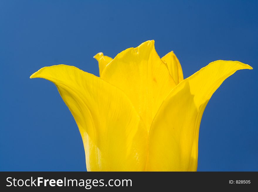 Yellow tulip on sky background