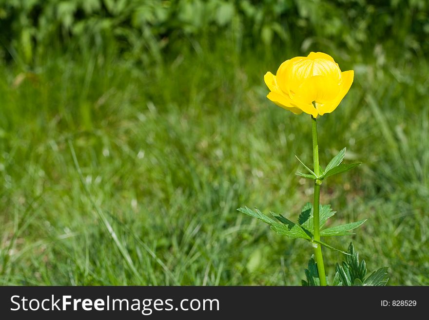 Yellow flower on natural green background
