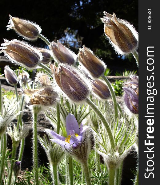 Very early spring anemone in Rock Garden, Bronx Botanical Garden, NY