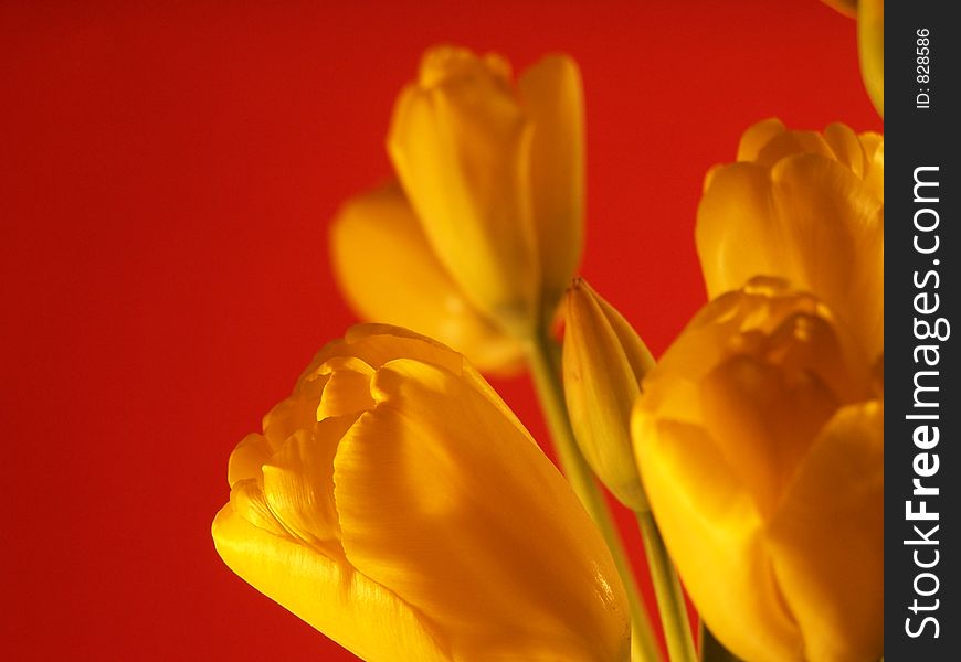 Yellow tulipin warm sun light