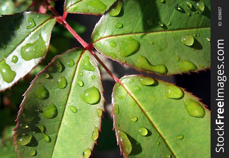Leaves after rain. Leaves after rain