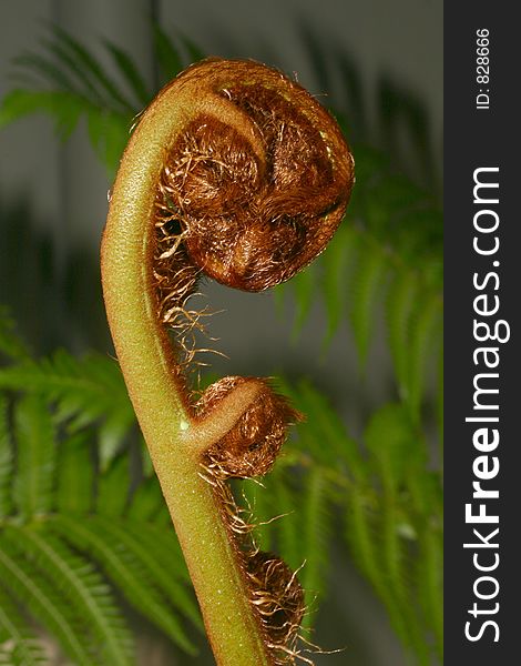 New fern leaf unfurling, resembles mother and baby. New fern leaf unfurling, resembles mother and baby