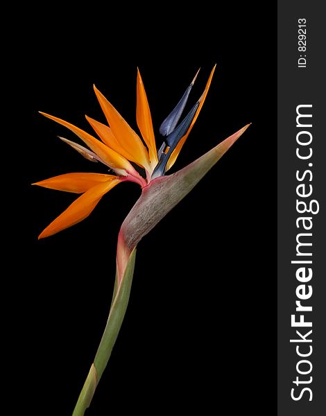 A strelitzia/crane flower from South Africa. A strelitzia/crane flower from South Africa