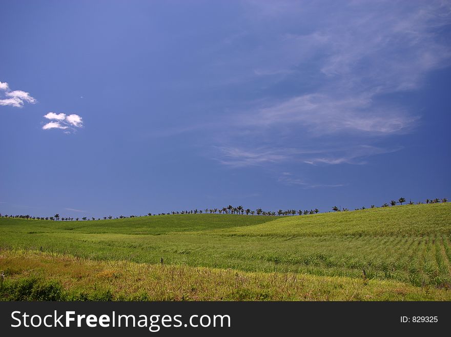 Line of palm trees on sugarcane-covered hill. Line of palm trees on sugarcane-covered hill