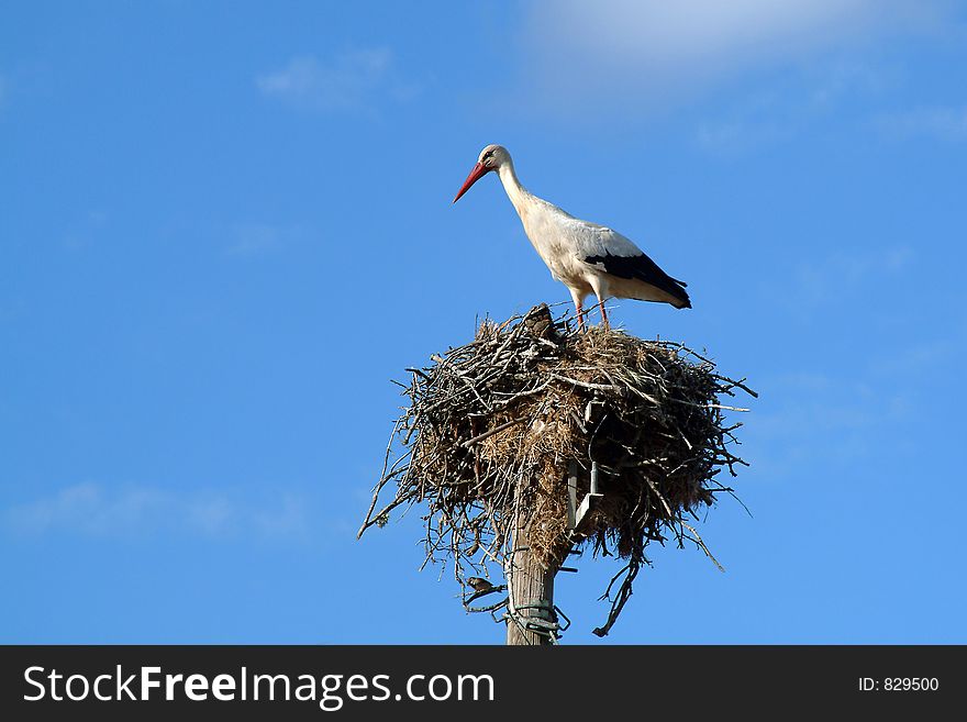 Stork in the nest on blue sky