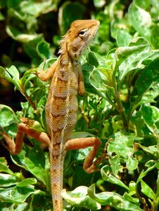 Lizard Royalty Free Stock Photo Lizard Royalty Free Stock Photo