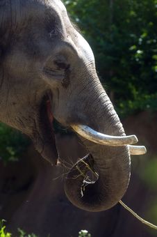 Elephant At The Zoo Royalty Free Stock Image