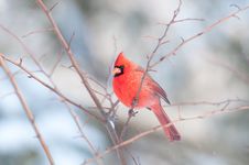 Male Northern Cardinal In A Tree Royalty Free Stock Photo Male Northern Cardinal In A Tree Royalty Free Stock Photo