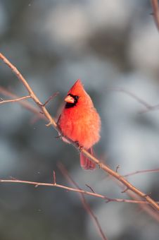 Male Northern Cardinal In A Tree Royalty Free Stock Images Male Northern Cardinal In A Tree Royalty Free Stock Images