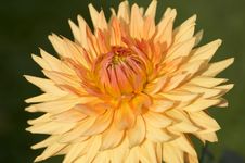 Orange Dahlia Royalty Free Stock Image Orange Dahlia Royalty Free Stock Image