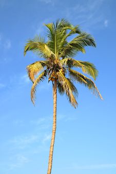 Lonely Palm Tree Over Sky Royalty Free Stock Photos Lonely Palm Tree Over Sky Royalty Free Stock Photos