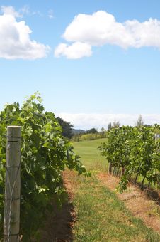 Ripening Grapes In The Vineyard Royalty Free Stock Photography Ripening Grapes In The Vineyard Royalty Free Stock Photography