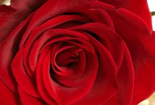 Dark Red Rose Macro Royalty Free Stock Photo Dark Red Rose Macro Royalty Free Stock Photo
