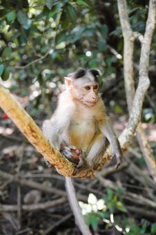 Small Baby Monkey On Tree Branch Stock Photos