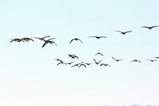 Flying Canada Geese Royalty Free Stock Photos Flying Canada Geese Royalty Free Stock Photos