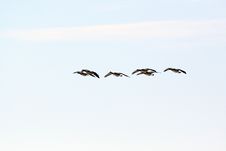 Flying Canada Geese Stock Images Flying Canada Geese Stock Images