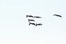 Canada Geese In Flight Royalty Free Stock Photo Canada Geese In Flight Royalty Free Stock Photo