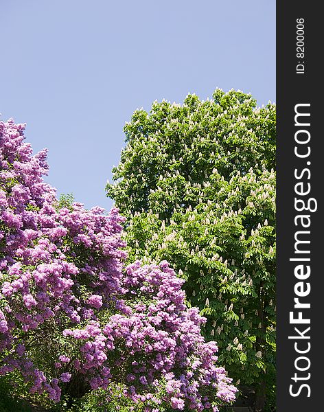 Magnificent Lilac tree on blue sky