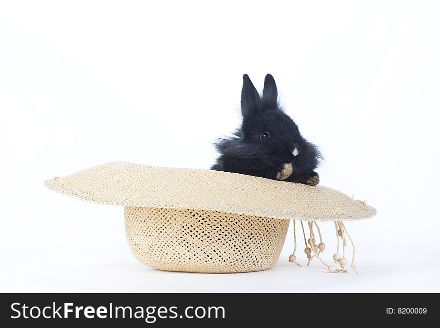 Black bunny in the straw hat, isolated on white