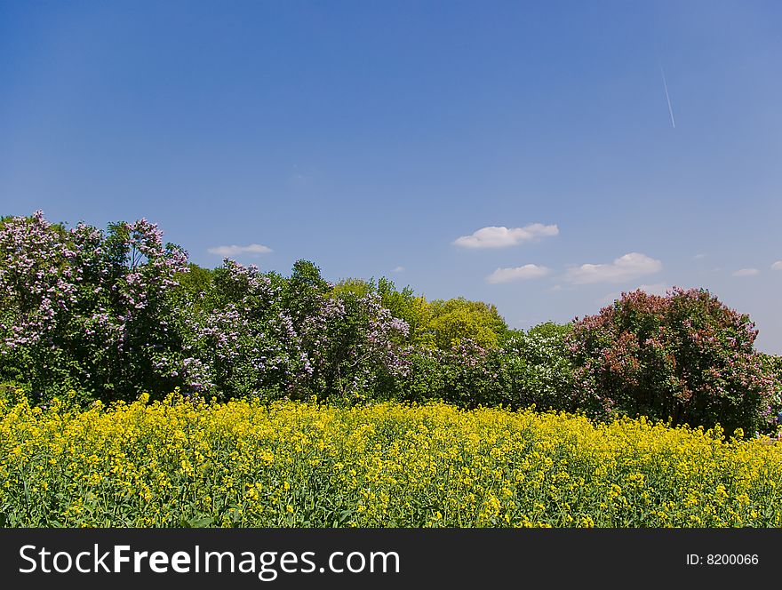 Spring sunny landscape. field. Spring sunny landscape. field