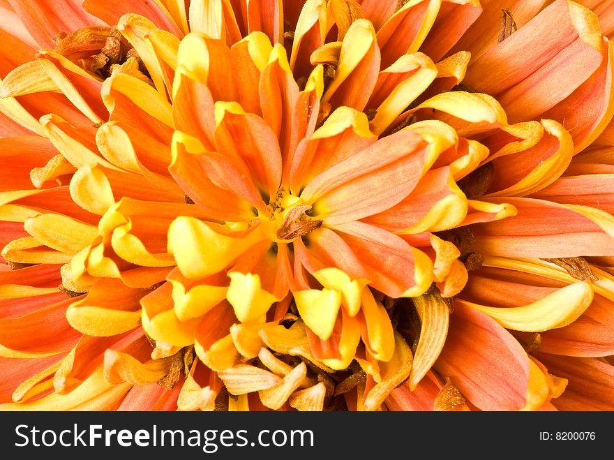 Chrysanthemum flower photographed close up. With colour processing