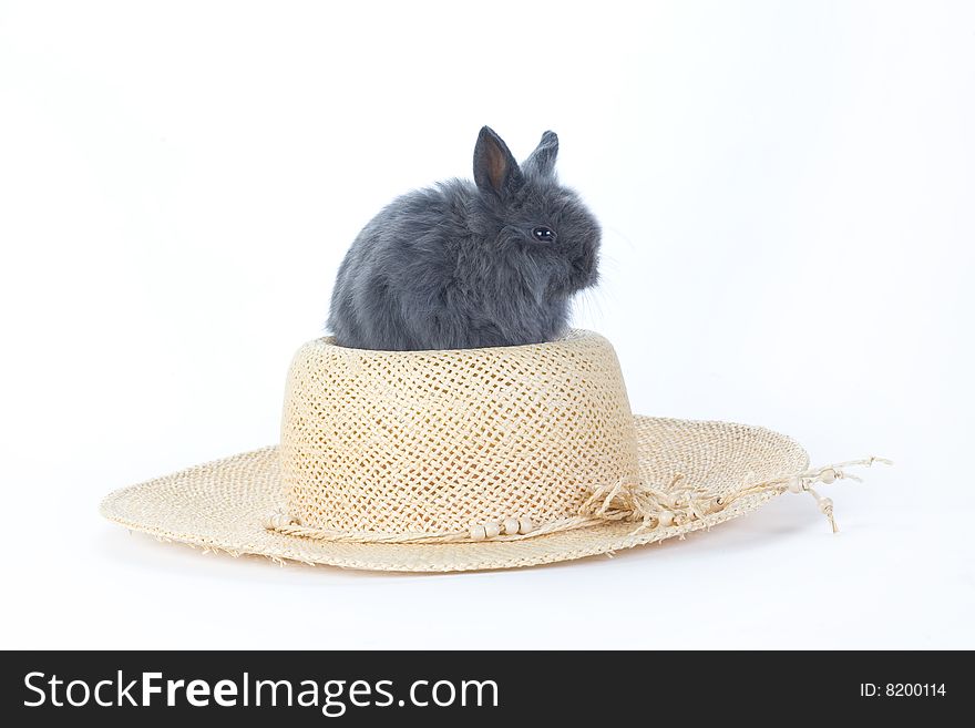 Grey bunny in the straw hat, isolated on white