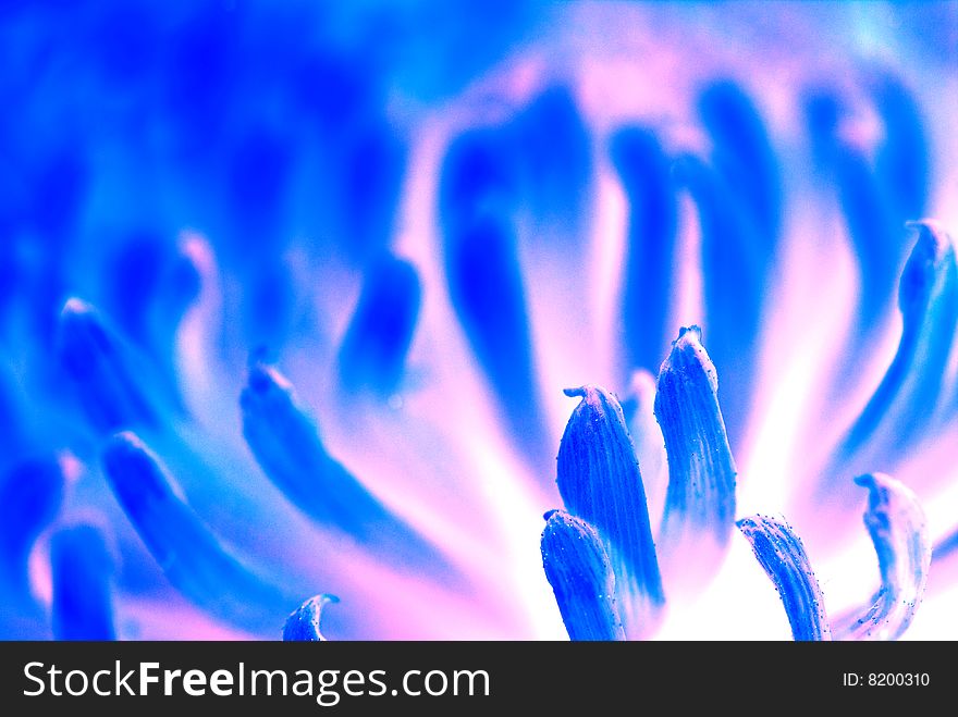 Chrysanthemum flower photographed close up. With colour processing