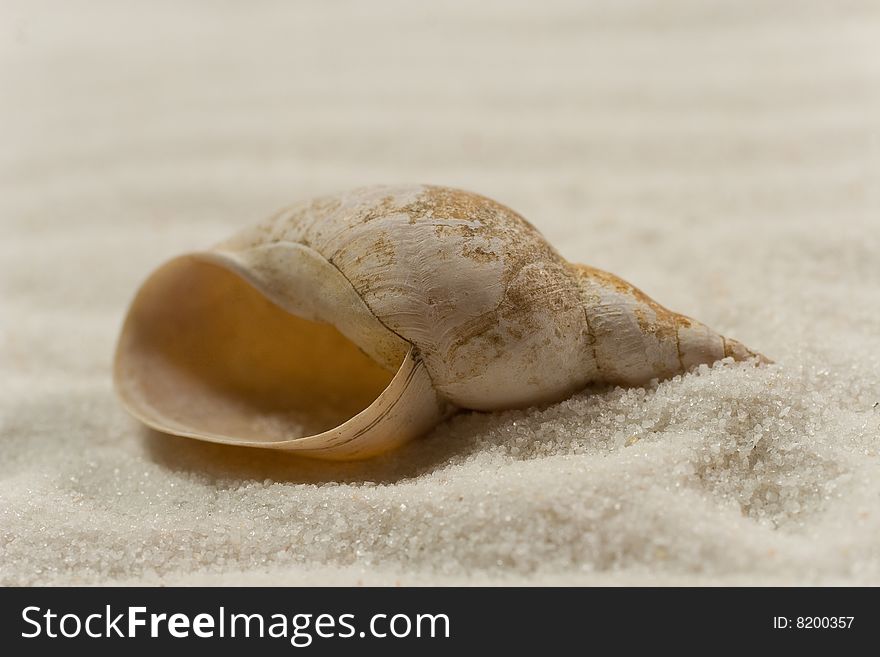 Closeup of a seashell on the white sand