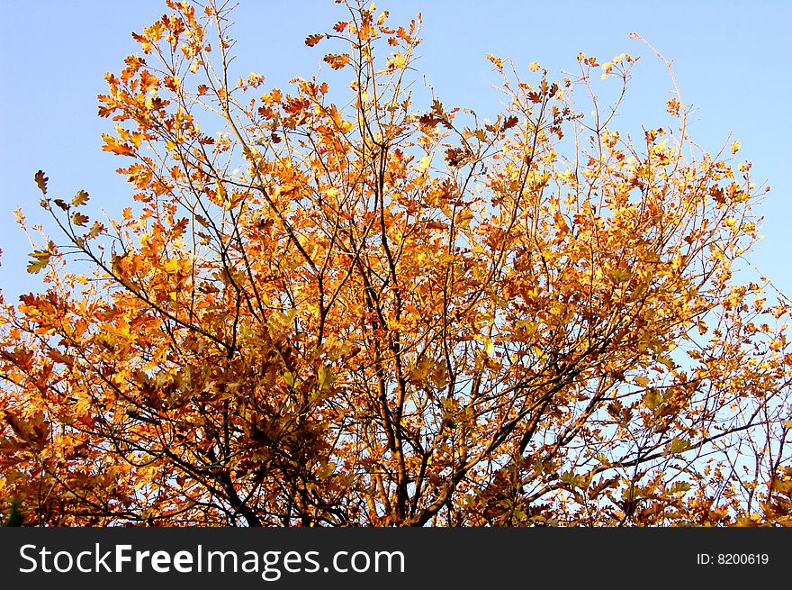 Tree with brown leaves at fall time