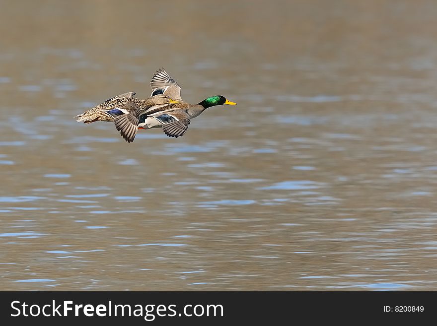 Mallards In Flight