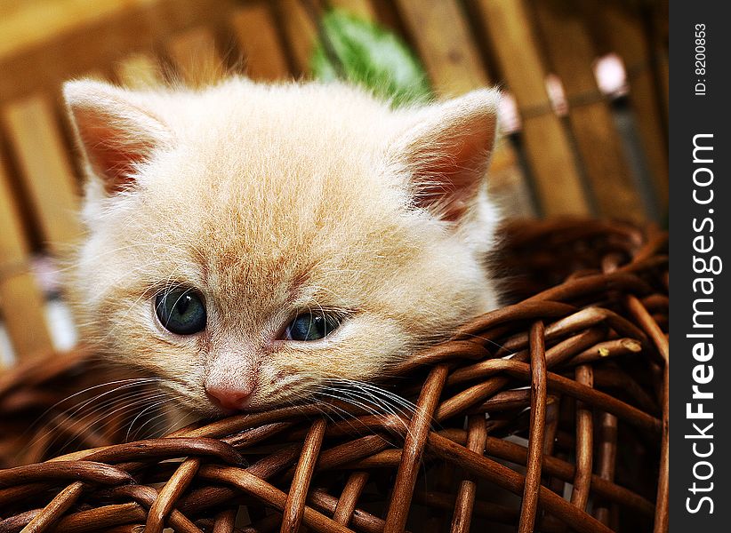 Nice kitten in the basket
