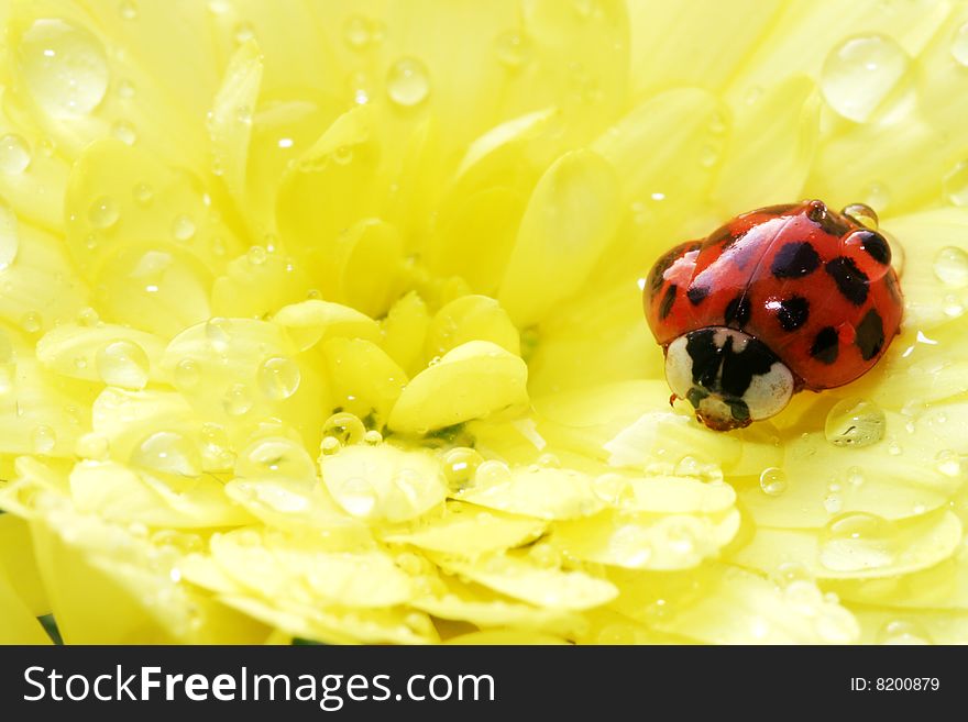 Beautiful ladybug on a yellow flower with lots of water drops