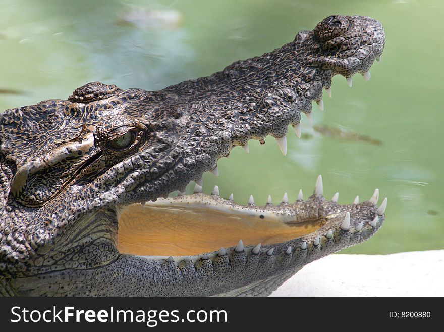 Alligator with open mouth showing teeth