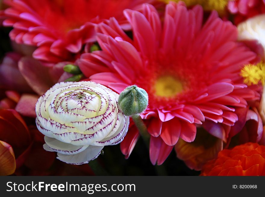 Gerbera and other colored flowers