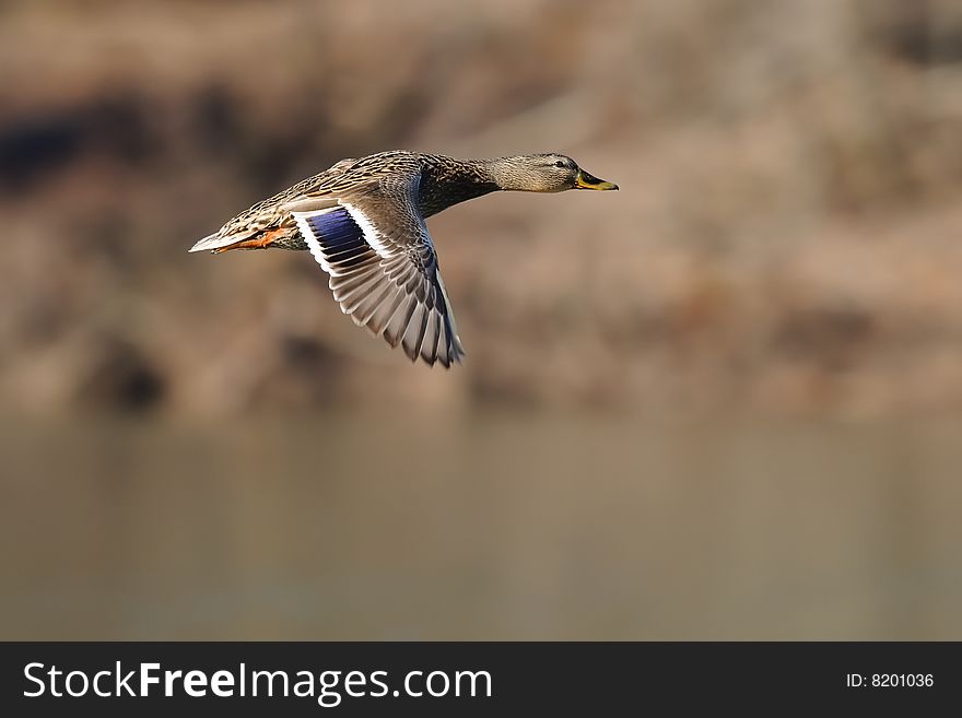 Photo of mallard duck hen in flight. Photo of mallard duck hen in flight