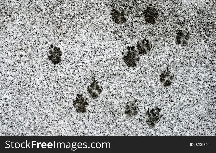 Dog's footprints in snow