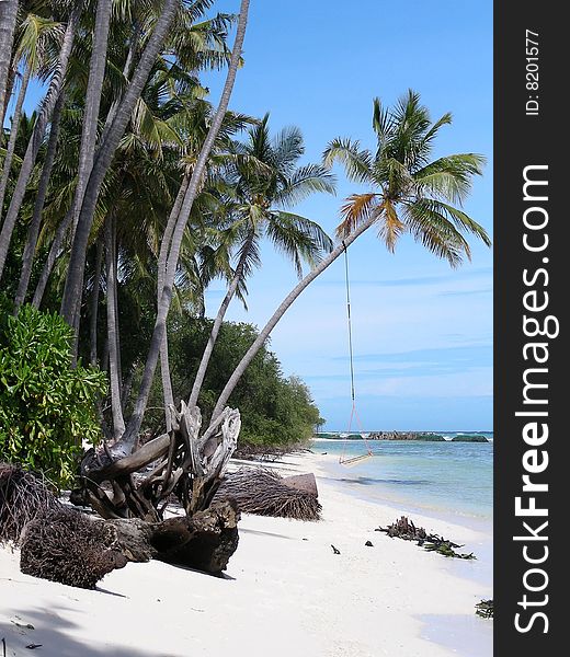 Seaside - Palms And Hammock