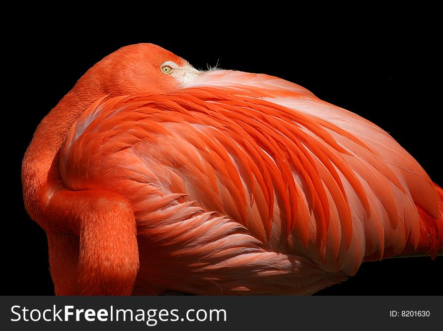 Red flamingo from ZOO isolated on black background. Red flamingo from ZOO isolated on black background