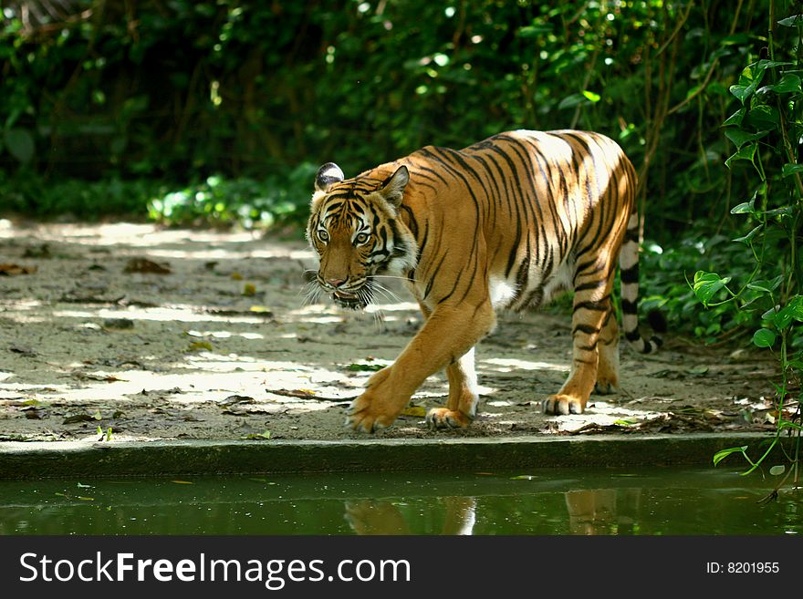 Sumatran tiger walking along water