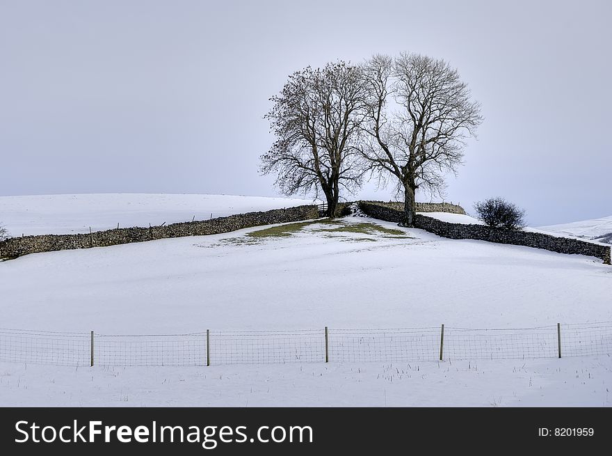 A Winter scene of two trees in the corner of a field bounded by two drystone walls and a barbed wire fence. A Winter scene of two trees in the corner of a field bounded by two drystone walls and a barbed wire fence