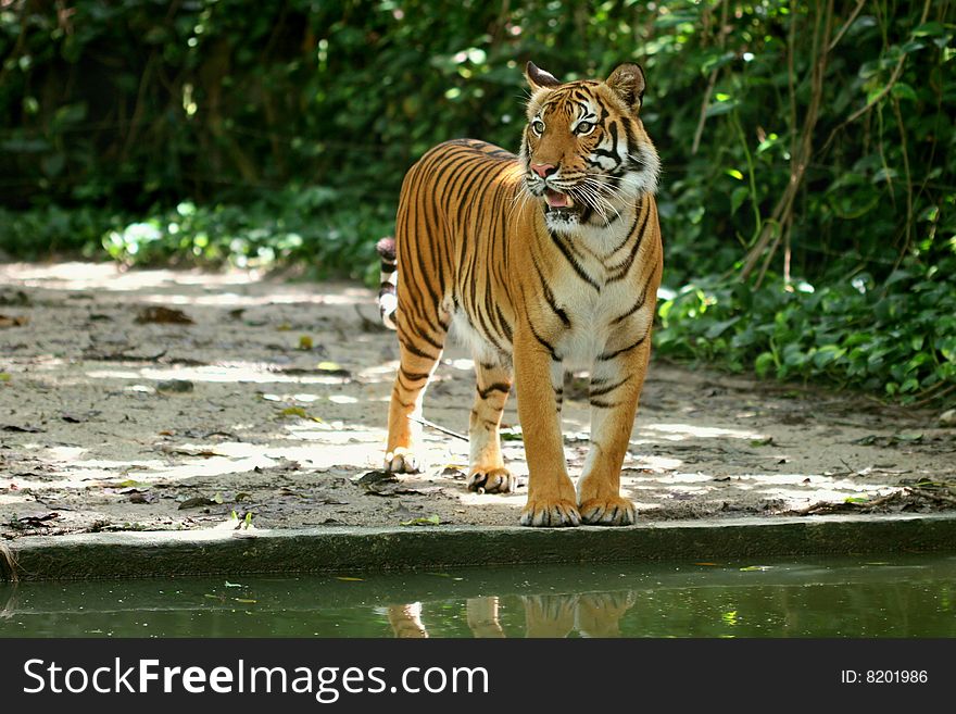 Sumatran tiger walking  along water