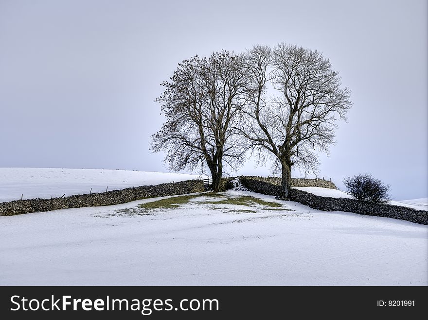 Snow, Fields, Drystone Walls And Two Trees