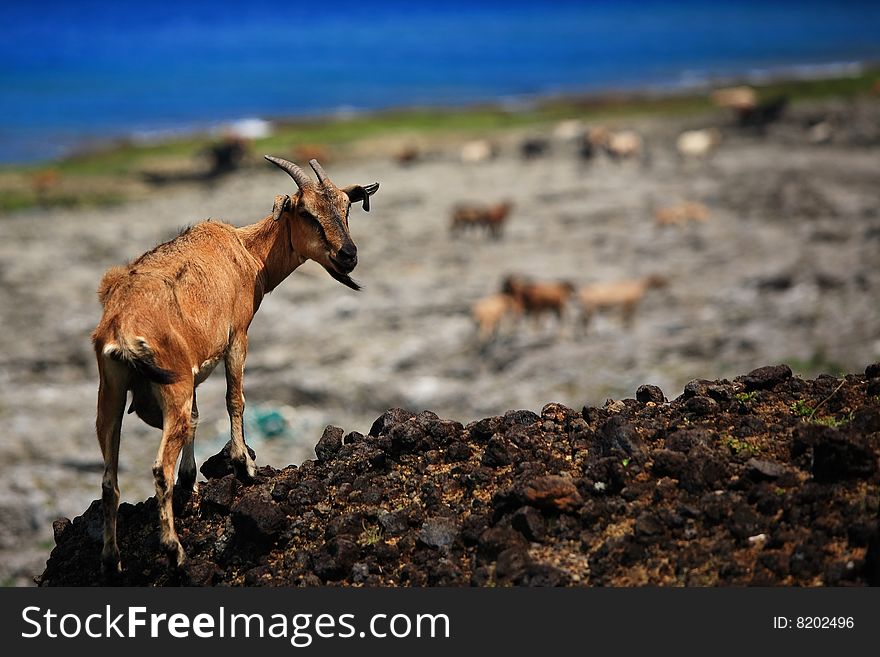 Goat in Orchid Island Taiwan